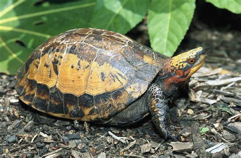 indochinese box turtle